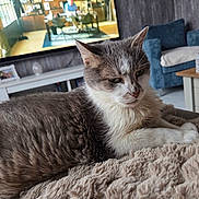 Oz a rejoint le concours — aidez-le/la à gagner de superbes lots ! animal, blanket, blue_chair, cat, cozy, feline, fur, furniture, gray_cat, home, indoor, living_room, pet, relaxed, resting, sofa, television, tissue_box, white_cat, wooden_table