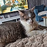 animal, blanket, blue_chair, cat, cozy, feline, fur, furniture, gray_cat, home, indoor, living_room, pet, relaxed, resting, sofa, television, tissue_box, white_cat, wooden_table