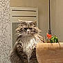 cat, fluffy_cat, indoor, plant, flower_pot, wooden_pot, table, curtain, patterned_surface, furniture, pet, animal, domestic_cat, long_hair, white_paws, plant_stem, green_leaves, orange_flowers, serious_expression, sitting