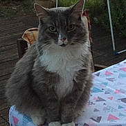 Pipou a rejoint le concours — aidez-le/la à gagner de superbes lots ! cat, gray_cat, white_fur, fluffy, sitting, tablecloth, outdoor, garden, plant, wooden_deck, patterned_tablecloth, pet, animal, feline, looking_at_camera, ears, paws, fur, nature, domestic