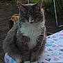cat, gray_cat, white_fur, fluffy, sitting, tablecloth, outdoor, garden, plant, wooden_deck, patterned_tablecloth, pet, animal, feline, looking_at_camera, ears, paws, fur, nature, domestic