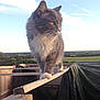 cat, gray_cat, white_paws, animal, pet, outdoor, nature, wood, plank, sky, clouds, field, fence, balance, curious, alert, daylight, scenic, fur, whiskers