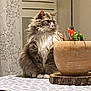 cat, fluffy_cat, table, tablecloth, plant, flower_pot, indoor, curtain, leaf_pattern, wooden_planter, orange_flower, beige_wall, pet, feline, sitting, fur, whiskers, domestic_animal, houseplant, cozy