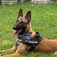 Loki participe au concours pour gagner de l'argent avec cette photo : dog, belgian_malinois, grass, outdoor, harness, bandana, tongue_out, pet, canine, animal, lying_down, happy, nature, fence, greenery, summer, ears_up, muzzle, collar, domestic_animal