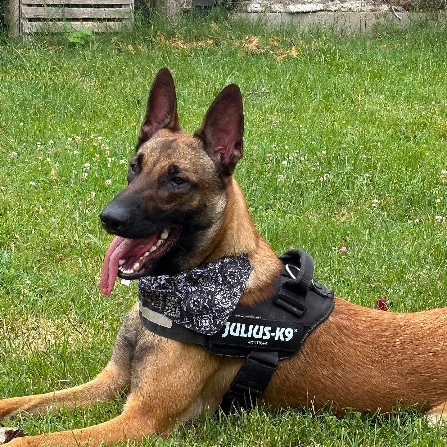Loki participe au concours pour gagner de l'argent avec cette photo : animal, bandana, belgian_malinois, canine, collar, dog, domestic_animal, ears_up, fence, grass, greenery, happy, harness, lying_down, muzzle, nature, outdoor, pet, summer, tongue_out
