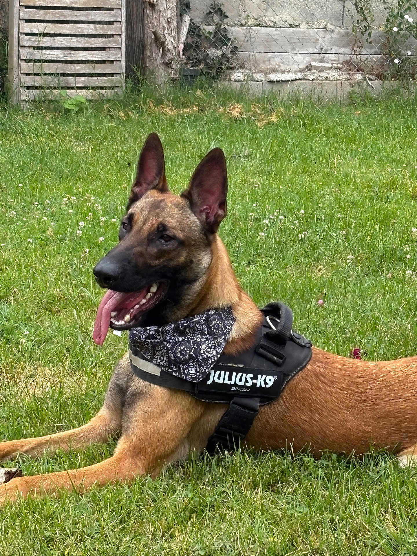 Loki participe au concours pour gagner de l'argent avec cette photo : dog, belgian_malinois, grass, outdoor, harness, bandana, tongue_out, pet, canine, animal, lying_down, happy, nature, fence, greenery, summer, ears_up, muzzle, collar, domestic_animal