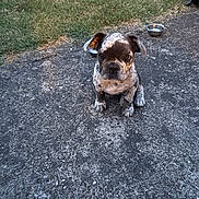 Aladin participe au concours pour gagner de l'argent avec cette photo : puppy, dog, outdoor, grass, concrete, water_bowl, animal, pet, young, sitting, curious, spotted, canine, nature, daylight, small, closeup, ground, companion, playful