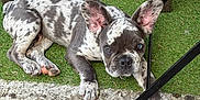 Aladin a rejoint le concours — aidez-le/la à gagner de superbes lots ! puppy, dog, spotted, laying_down, grass, artificial_grass, table_leg, wood, metal, concrete, outdoor, pet, cute, animal, ears, paw, resting, looking, young, small