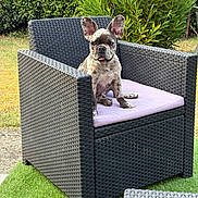 Aladin a rejoint le concours — aidez-le/la à gagner de superbes lots ! animal, bushes, canine, chair, cushion, cute, dog, domestic_animal, french_bulldog, furniture, garden, grass, nature, outdoor, pet, puppy, relaxing, sitting, summer, sunlight