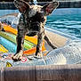 animal, balancing, closeup, cute, dog, ears, french_bulldog, greenery, inflatable_raft, outdoor, pet, playful, pool, puppy, shed, summer, summer_fun, sunlight, water, water_droplets