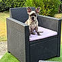 animal, chair, cushion, cute, dog, french_bulldog, garden, grass, greenery, outdoor, pet, plant, puppy, relaxing, sitting, small_dog, summer, sunlight, tongue_out, wicker_furniture