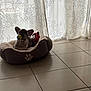 Aladin participe au concours pour gagner de l'argent avec cette photo : dog, pet_bed, toy, ball, indoor, curtains, pattern, tile_floor, small_dog, relaxing, cozy, animal, companion, cute, home, domestic, quiet, resting, window_light, decor