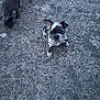 Aladin a rejoint le concours — aidez-le/la à gagner de superbes lots ! puppy, dog, concrete, outdoor, pet, animal, black_and_white, playful, curious, young, small, fur, ears, grass, motion_blur, texture, sidewalk, cute, two_dogs, sitting