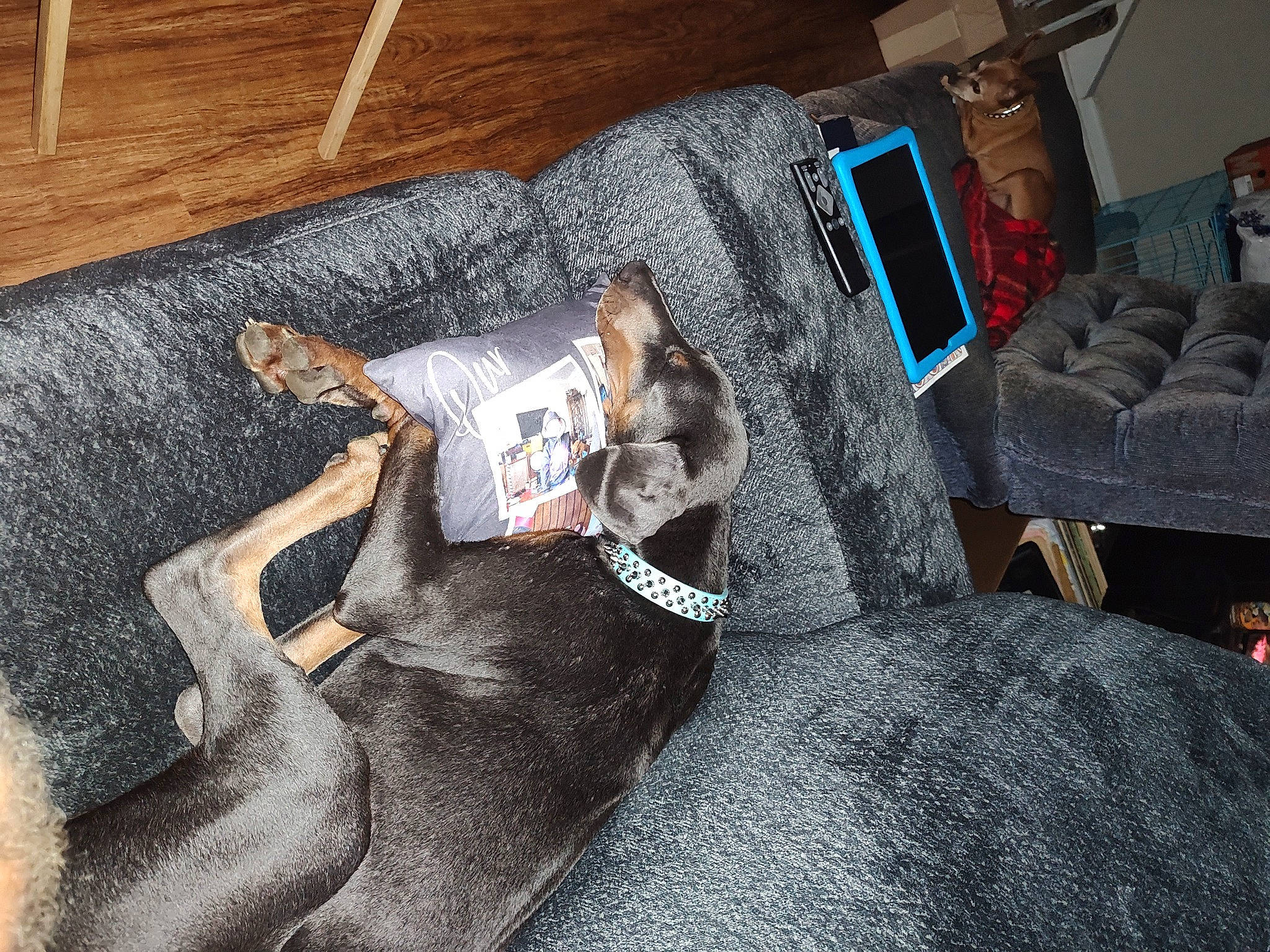 Aqua joined the competition — help win amazing prizes! canidae, carnivore, comfort, companion_dog, couch, denim, dog, dog_breed, dog_supply, fur, grey, guard_dog, linens, nap, room, sporting_group, textile, toy_dog, wood, wrist