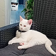 Pénole a rejoint le concours — aidez-le/la à gagner de superbes lots ! cat, white_cat, pet, animal, feline, collar, indoor, chair, wicker_furniture, cushion, plant, greenery, relaxed, resting, fur, paw, ear, tail, curious, cozy
