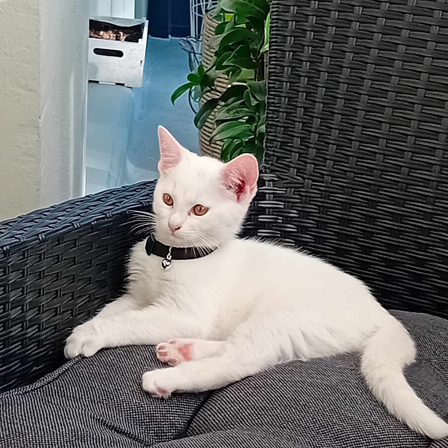 Pénole a rejoint le concours — aidez-le/la à gagner de superbes lots ! animal, cat, chair, collar, cozy, curious, cushion, ear, feline, fur, greenery, indoor, paw, pet, plant, relaxed, resting, tail, white_cat, wicker_furniture