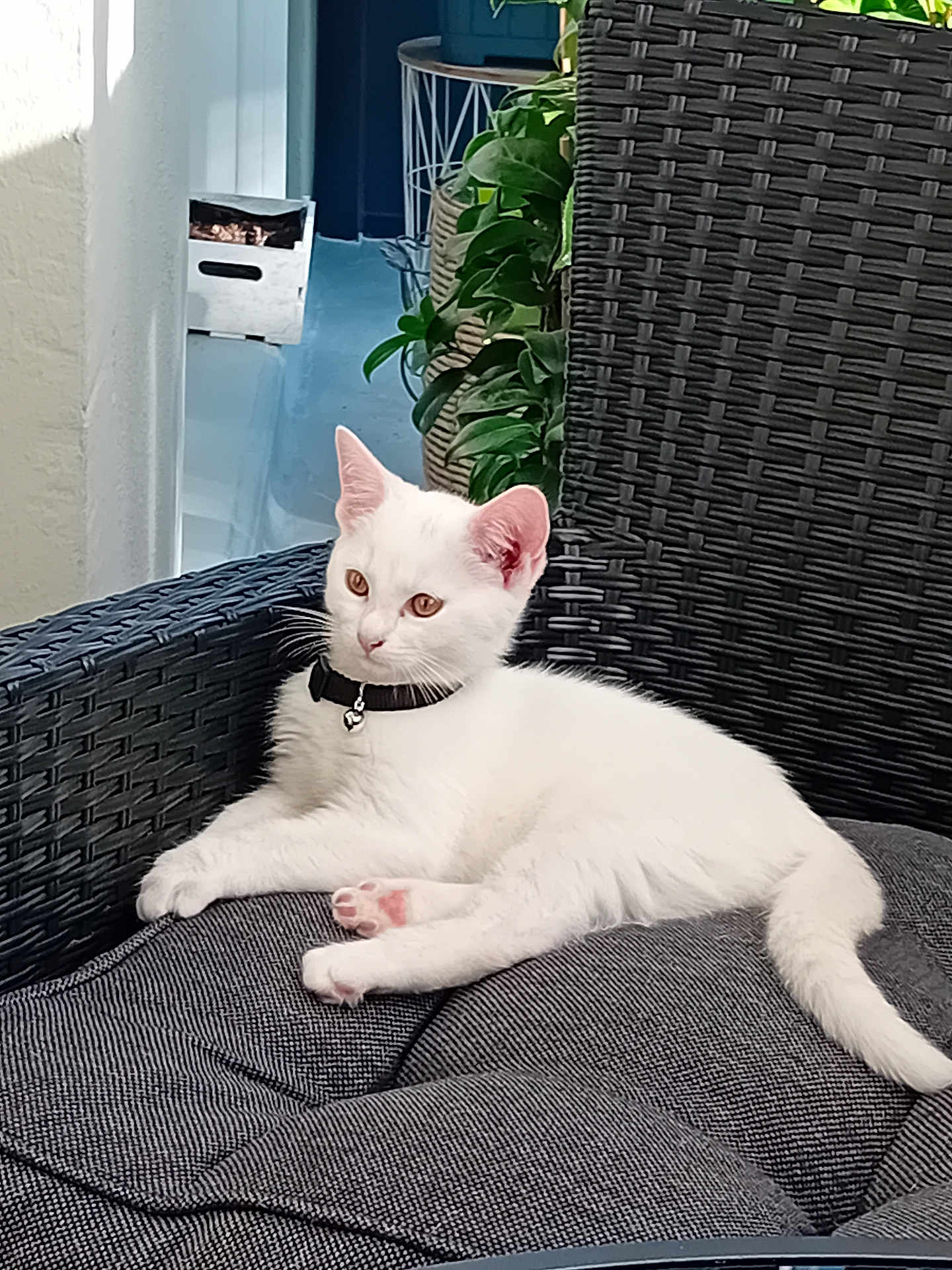 Pénole a rejoint le concours — aidez-le/la à gagner de superbes lots ! cat, white_cat, pet, animal, feline, collar, indoor, chair, wicker_furniture, cushion, plant, greenery, relaxed, resting, fur, paw, ear, tail, curious, cozy