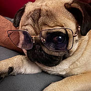 Tio participe au concours pour gagner de l'argent avec cette photo : animal, black, brown, closeup, cute, dog, ears, face, fur, glasses, indoors, paw, pet, portrait, pug, relaxed, resting, snout, soft, wrinkles