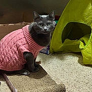 Shadow is registered to the contest to win money with this photo: cat, gray_cat, pink_sweater, pet, indoor, carpet, scratching_pad, cat_tent, cardboard_box, toy, sitting, looking_at_camera, knit_sweater, feline, whiskers, cute, close_up, ears_visible, green_tent, cozy