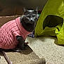 cat, gray_cat, pink_sweater, pet, indoor, carpet, scratching_pad, cat_tent, cardboard_box, toy, sitting, looking_at_camera, knit_sweater, feline, whiskers, cute, close_up, ears_visible, green_tent, cozy