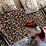 dog, small_dog, white_dog, costume, halloween, hat, spider, leopard_print, blanket, couch, pillows, decorative_pillows, indoor, pet, animal, furniture, plush, pattern, orange, black