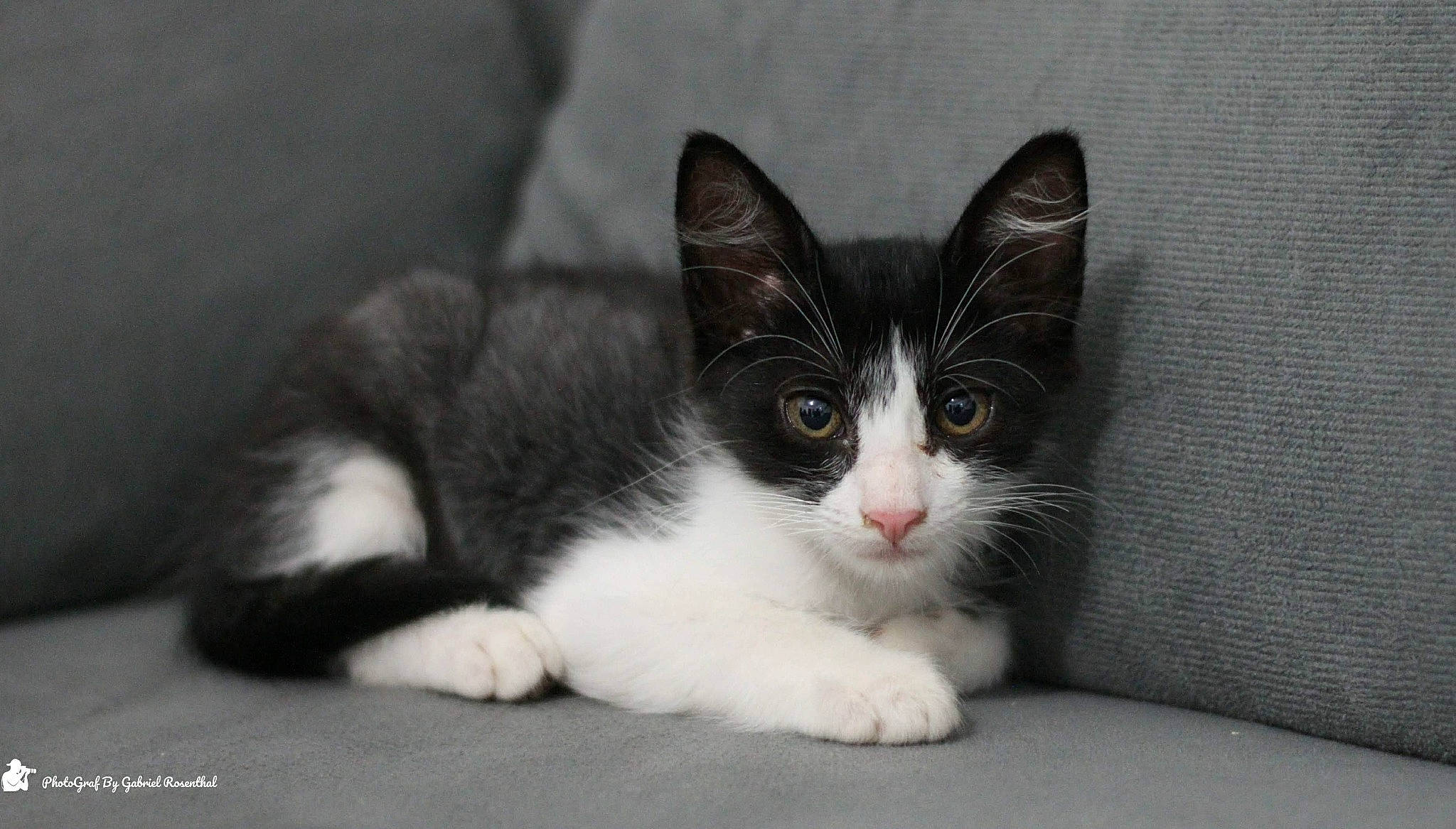 Gatô a rejoint le concours — aidez-le/la à gagner de superbes lots ! carnivore, cat, domestic_short_haired_cat, felidae, fur, grey, monochrome_photography, paw, small_to_medium_sized_cats, snout, whiskers