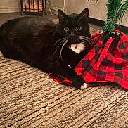 Omalley joined the competition — help win amazing prizes! animal, black_cat, carpet, cat, christmas_tree, collar, cozy, curious, cute, decor, domestic_animal, feline, floor, holiday, indoor, pet, red_and_black_checkered_cloth, resting, whiskers, white_whiskers