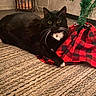 animal, black_cat, carpet, cat, christmas_tree, collar, cozy, curious, cute, decor, domestic_animal, feline, floor, holiday, indoor, pet, red_and_black_checkered_cloth, resting, whiskers, white_whiskers