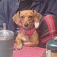 Rosie is registered to the contest to win money with this photo: dog, small_dog, brown_dog, pet, animal, collar, pink_collar, sitting, lap, person, face, eyes, ears, indoor, cafe, table, polka_dot, drink, cup, portrait