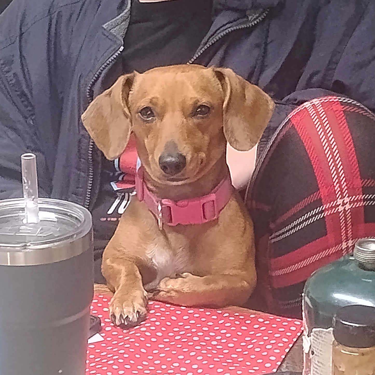 Rosie