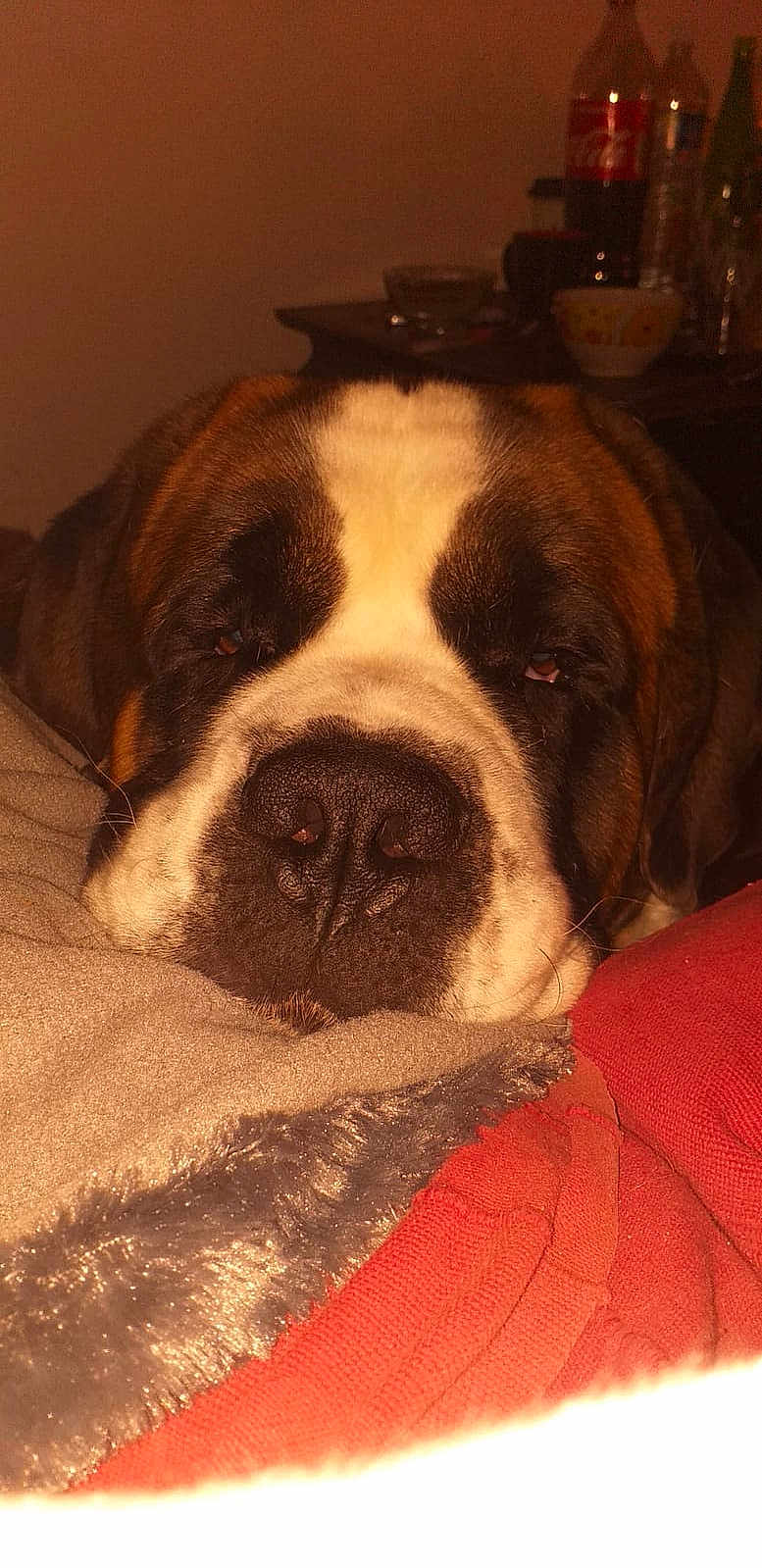 Malo