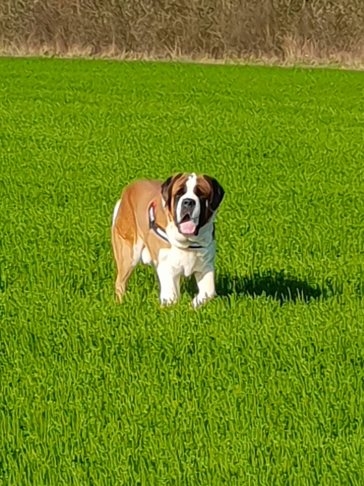 Malo a rejoint le concours — aidez-le/la à gagner de superbes lots ! australian_bulldog, canidae, carnivore, companion_dog, dog, dog_breed, fawn, field, grass, grass_family, grassland, green, lawn, mammal, meadow, pasture, plant, puppy, sporting_group, vertebrate