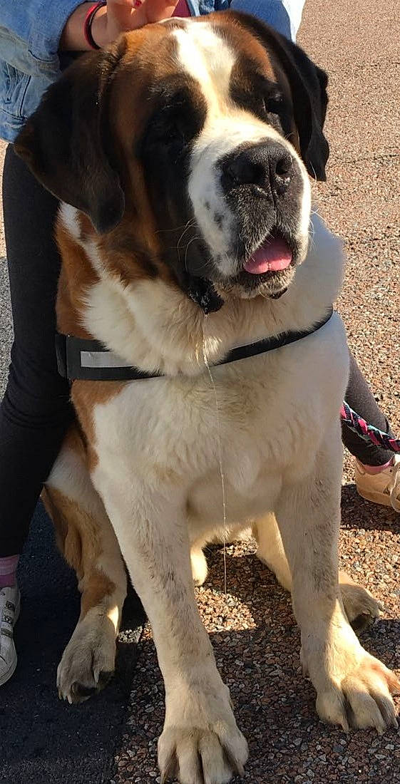 Malo participe au concours pour gagner de l'argent avec cette photo : ancient_dog_breeds, canidae, carnivore, dog, dog_breed, fawn, giant_dog_breed, mammal, molosser, rare_breed_dog, snout, sporting_group, st_bernard, vertebrate, working_dog