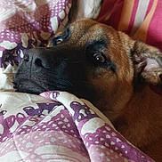 Aiko participe au concours pour gagner de l'argent avec cette photo : dog, pet, blanket, cushion, fabric, ear, face, fur, indoor, resting, closeup, comfort, cozy, pattern, brown, black, canine, home, relaxation, soft