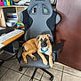 Aiko participe au concours pour gagner de l'argent avec cette photo : dog, office_chair, tile_floor, desk, keyboard, papers, folders, shelf, brown_door, blue_harness, pet, indoor, workspace, computer_mouse, stationery, writing, relaxed, looking_at_camera, seated_dog, office