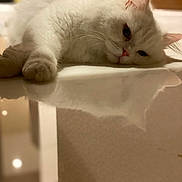 Louis participe au concours pour gagner de l'argent avec cette photo : calm, cat, closeup, cute, domestic_animal, ears, feline, fur, indoor, lying_down, pet, pink_nose, reflection, relaxed, shallow_depth_of_field, sleepy, soft_light, table_surface, whiskers, white_cat