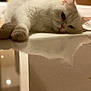 calm, cat, closeup, cute, domestic_animal, ears, feline, fur, indoor, lying_down, pet, pink_nose, reflection, relaxed, shallow_depth_of_field, sleepy, soft_light, table_surface, whiskers, white_cat