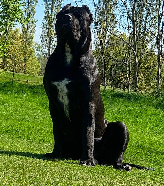 El Chapo is registered to the contest to win money with this photo: bandog, borador, cane_corso, canidae, carnivore, companion_dog, dog, dog_breed, giant_dog_breed, great_dane, guard_dog, hunting_dog, labrador_retriever, mammal, sporting_group, tail, vertebrate