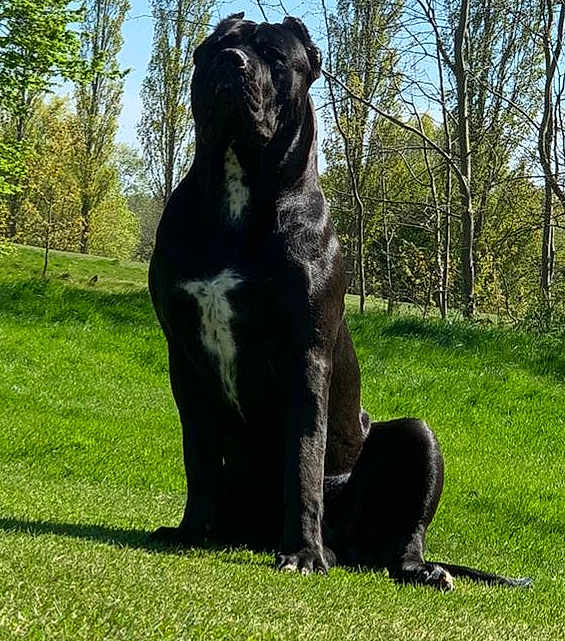 El Chapo