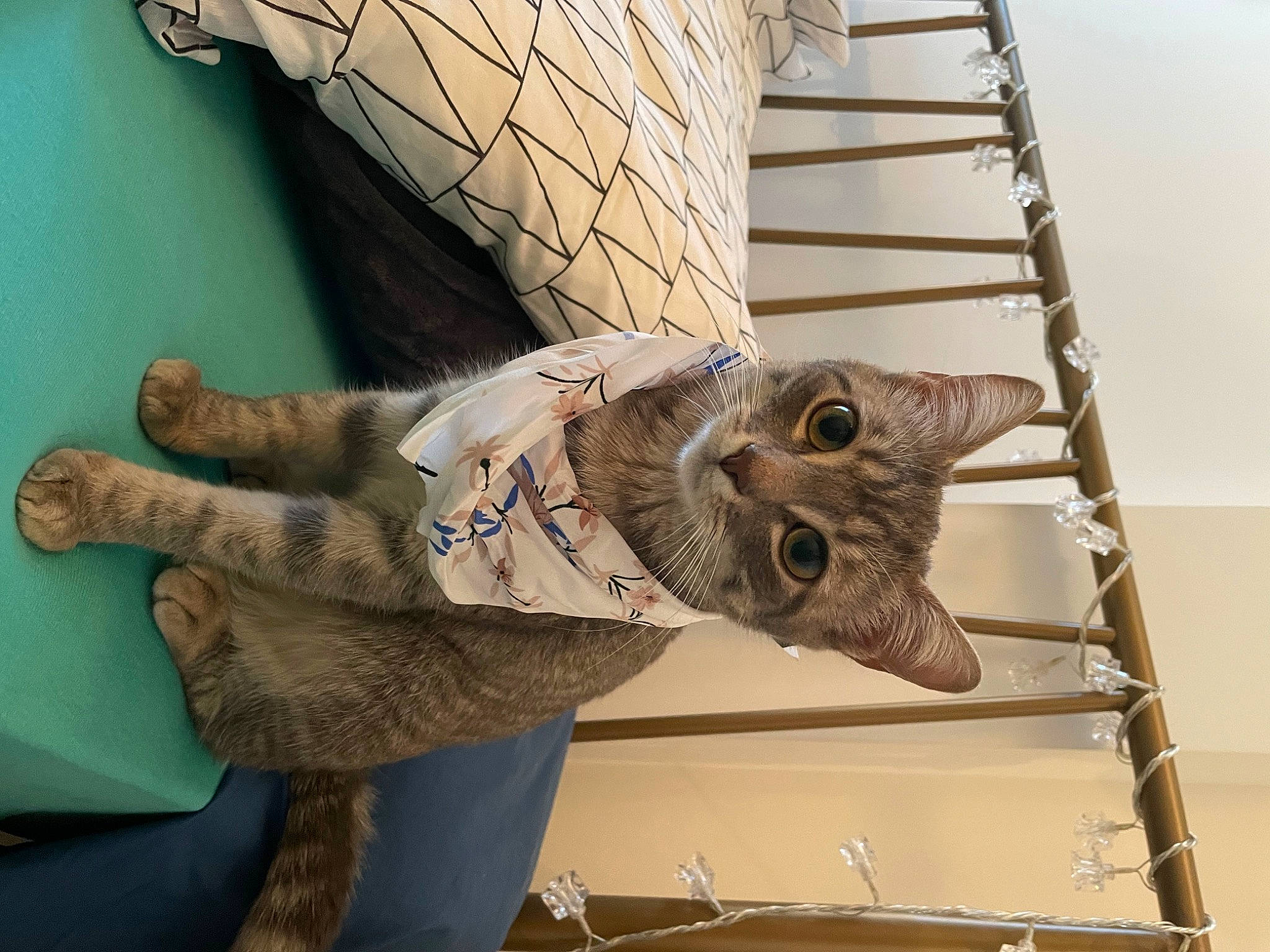 Helsi a rejoint le concours — aidez-le/la à gagner de superbes lots ! domestic_short_haired_cat, fur, gesture, metal, room, small_to_medium_sized_cats, tail, visual_arts, wing, wood, wrist