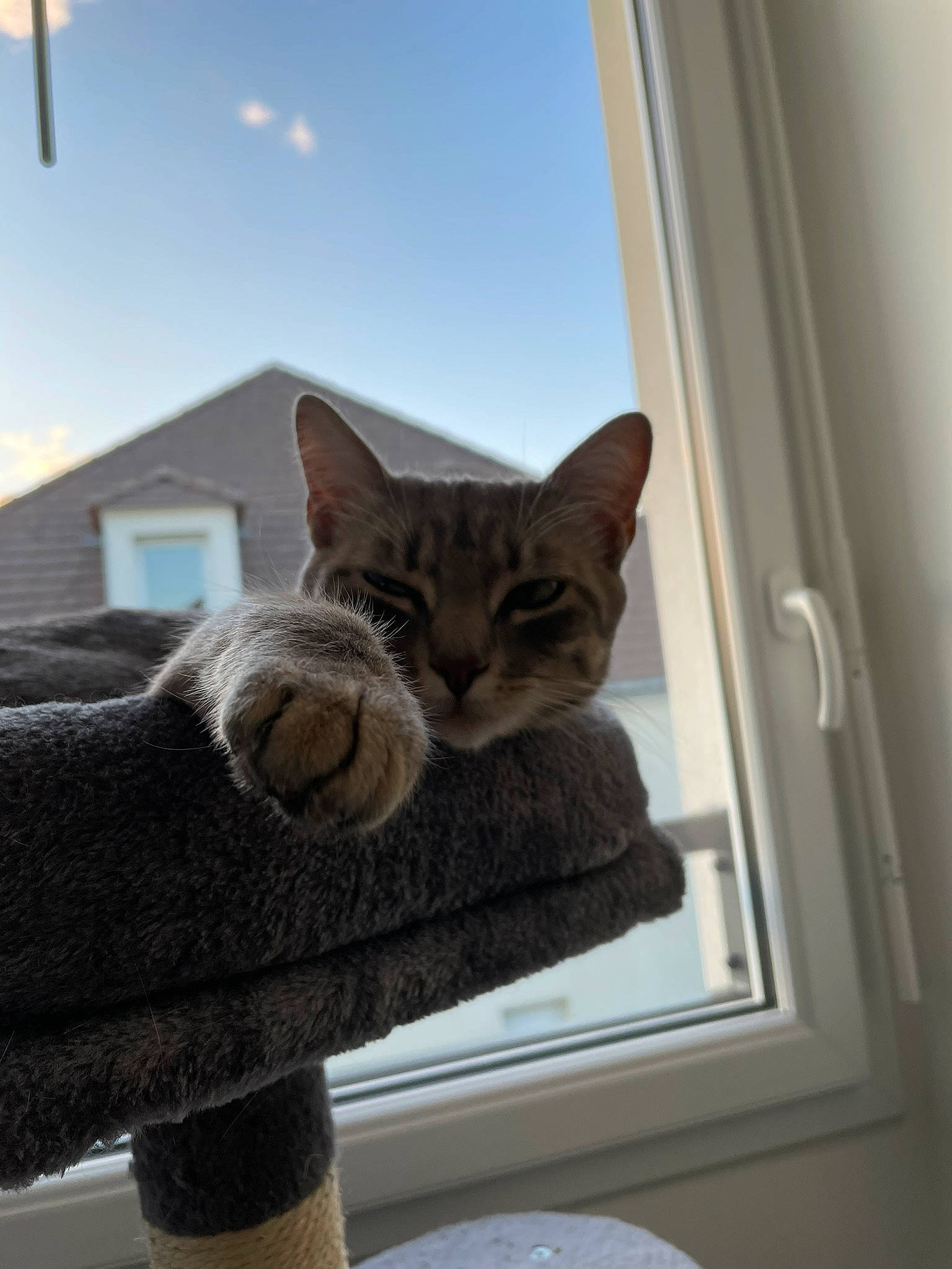 Helsi participe au concours pour gagner de l'argent avec cette photo : building, carnivore, cat, cloud, domestic_short_haired_cat, fawn, felidae, fur, grey, paw, sky, small_to_medium_sized_cats, snout, tail, whiskers, window, wood