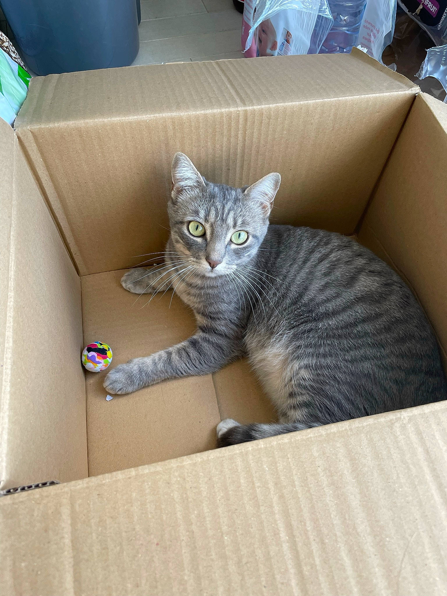 Helsi a rejoint le concours — aidez-le/la à gagner de superbes lots ! box, cardboard, carnivore, carton, cat, comfort, couch, domestic_short_haired_cat, felidae, grey, living_room, packaging_and_labeling, room, shipping_box, sitting, small_to_medium_sized_cats, tail, whiskers, window, wood