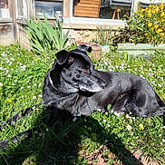 Mina a rejoint le concours — aidez-le/la à gagner de superbes lots ! dog, black_dog, grass, flowers, daisies, garden, sunlight, outdoor, pet, animal, nature, greenery, yellow_flowers, relaxing, lying_down, canine, summer, backyard, daylight, peaceful
