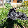 dog, black_dog, grass, flowers, daisies, garden, sunlight, outdoor, pet, animal, nature, greenery, yellow_flowers, relaxing, lying_down, canine, summer, backyard, daylight, peaceful