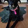 Mina a rejoint le concours — aidez-le/la à gagner de superbes lots ! dog, black_dog, pet, indoor, floor, rug, collar, pink_collar, animal, canine, fur, ears, nose, eyes, laying_down, wooden_floor, domestic, muzzle, watching, resting
