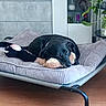 animal, bed, black_dog, canine, cozy, cushion, dog, domestic_animal, floor, furniture, home_decor, indoor, living_room, pet_bed, photo_frame, plant, relaxed, resting, stuffed_toy, toy