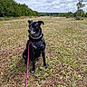 dog, black_dog, leash, grass, field, outdoor, cloudy_sky, trees, nature, pet, canine, sitting, collar, landscape, park, walking_path, daytime, animal, muzzle, ears