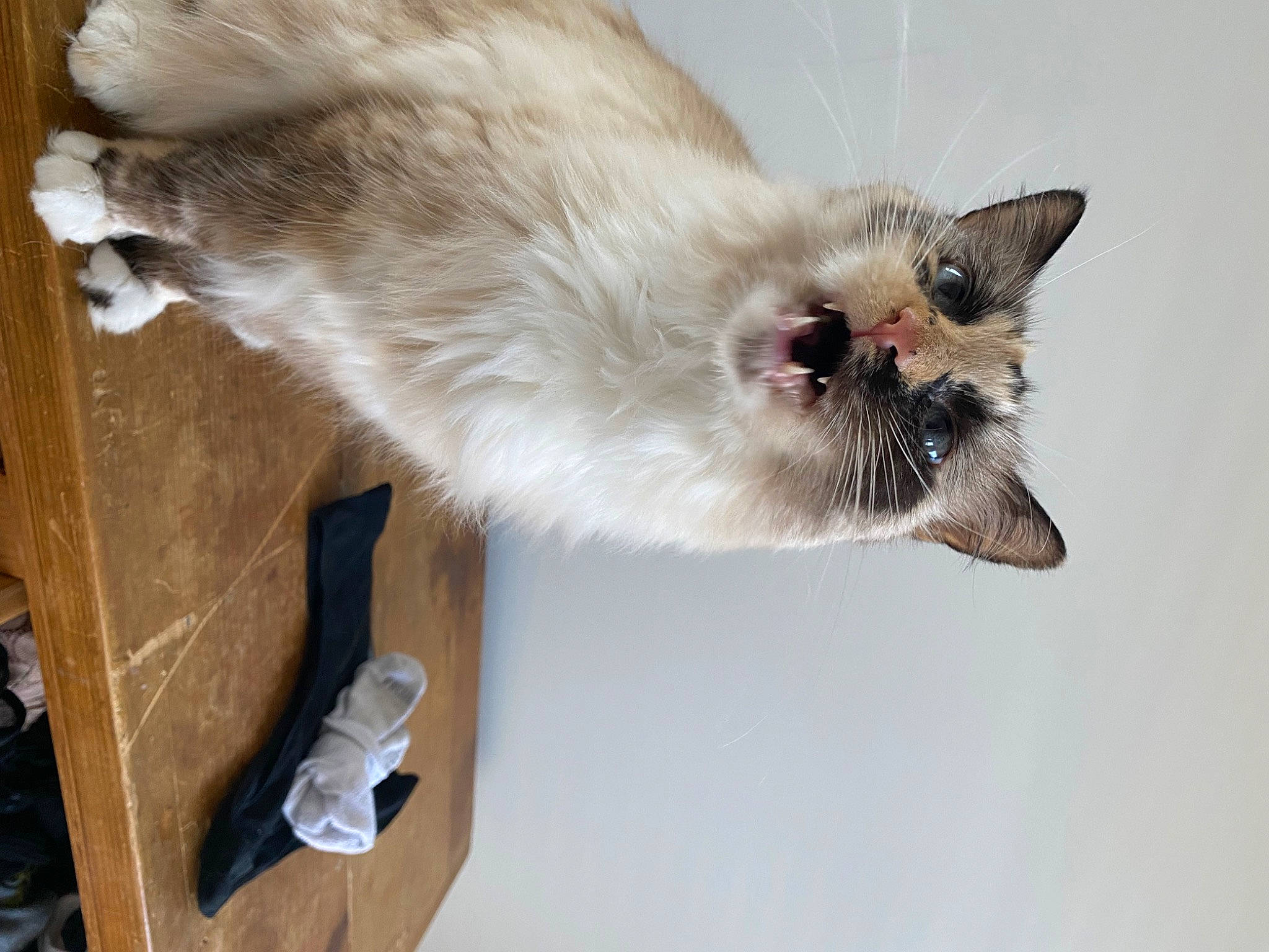 Abbey joined the competition — help win amazing prizes! balinese, carnivore, cat, claw, collar, domestic_short_haired_cat, fang, fawn, felidae, fur, paw, plant, siamese, small_to_medium_sized_cats, snout, tail, thai, tonkinese, whiskers, wood