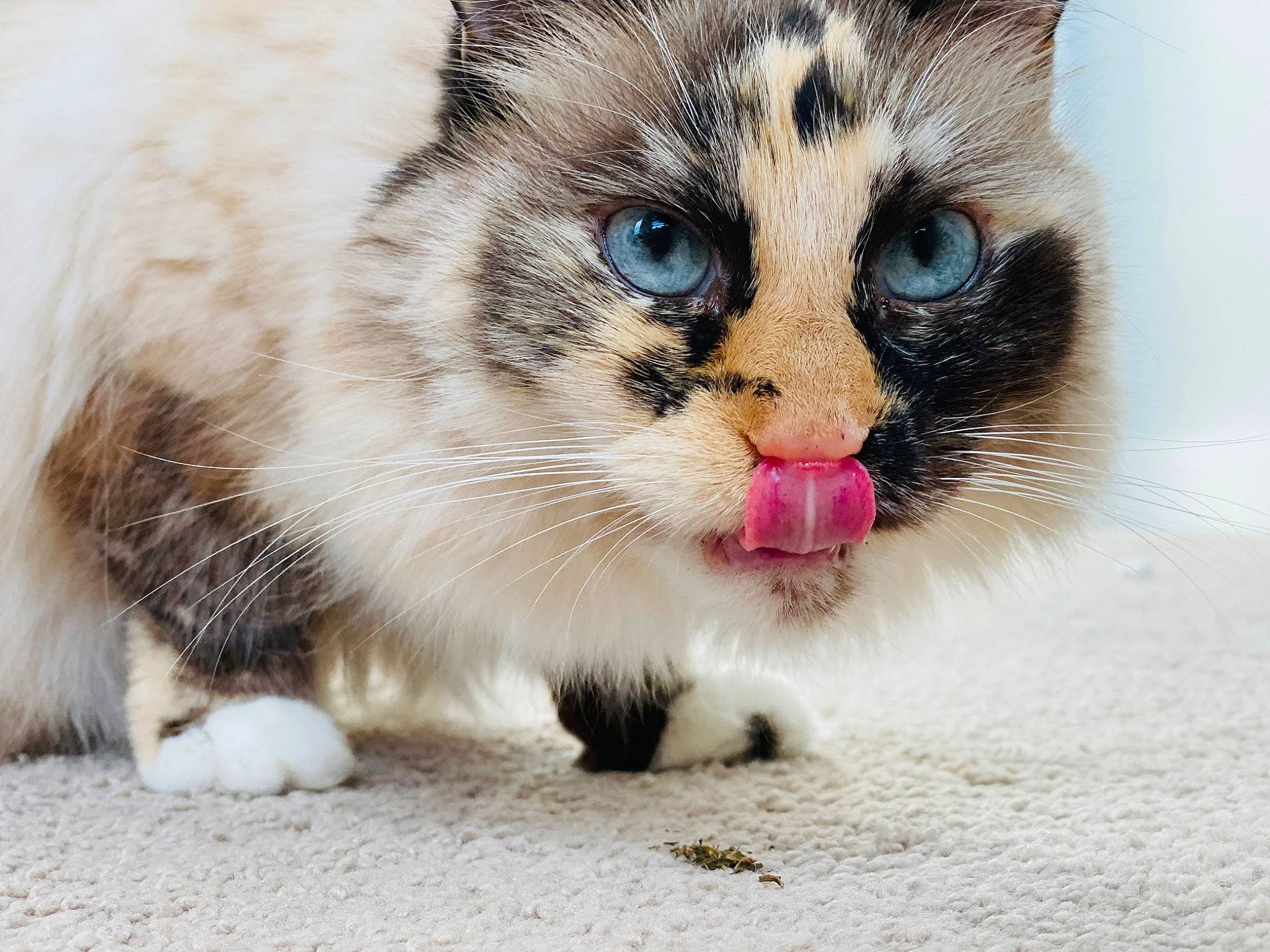 Abbey joined the competition — help win amazing prizes! carnivore, cat, claw, domestic_short_haired_cat, eye, fawn, felidae, fur, head, paw, photo_caption, small_to_medium_sized_cats, snout, tail, terrestrial_animal, whiskers, wildlife, window