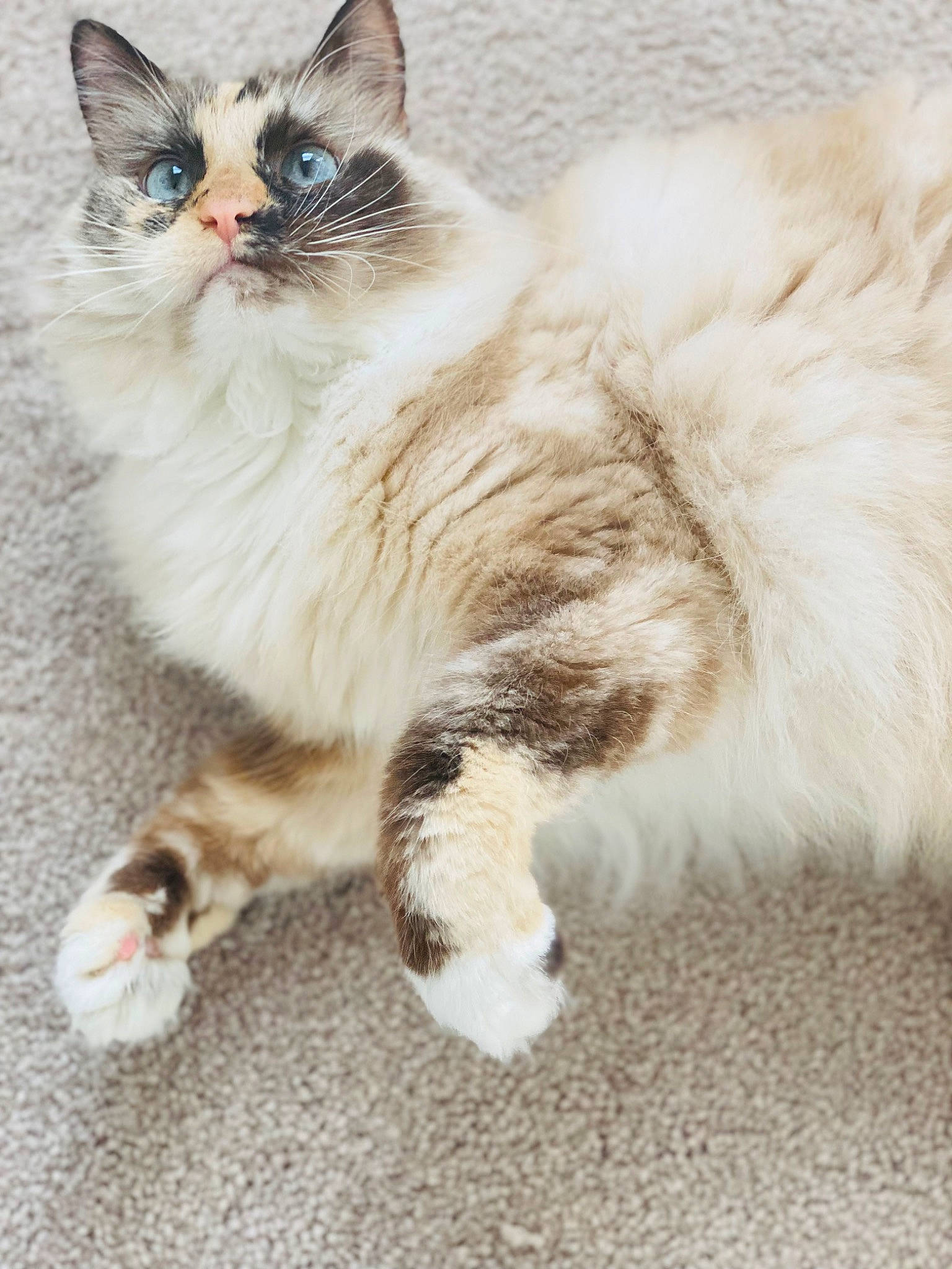 Abbey joined the competition — help win amazing prizes! carnivore, cat, claw, comfort, domestic_short_haired_cat, eye, fawn, felidae, foot, fur, paw, sitting, small_to_medium_sized_cats, snout, tail, terrestrial_animal, whiskers